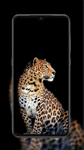 Cheetah Leopard Wallpaper_3